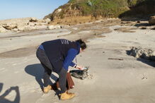 Cria de foca resgatada com vida na Praia da Légua em Alcobaça