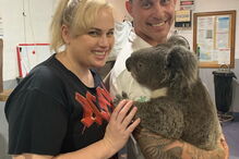 Herói de um jardim zoológico leva animais para casa para os proteger dos incêndios