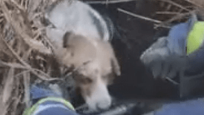 Bombeiros salvam oito cães de poço com água em Rio Maior