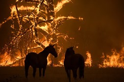 Incêndios queimaram 40 mil hectares no estado da Austrália do Sul 