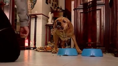 Rudy: o cão agressivo enquanto come