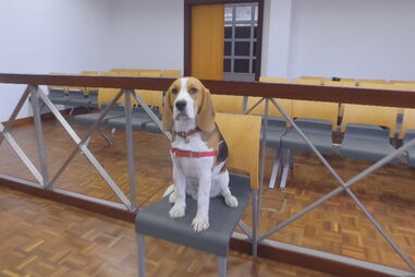 Juiz deixa cadela Kiara ficar com a dona