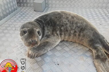 Cria de foca resgatada com vida em praia de Ovar