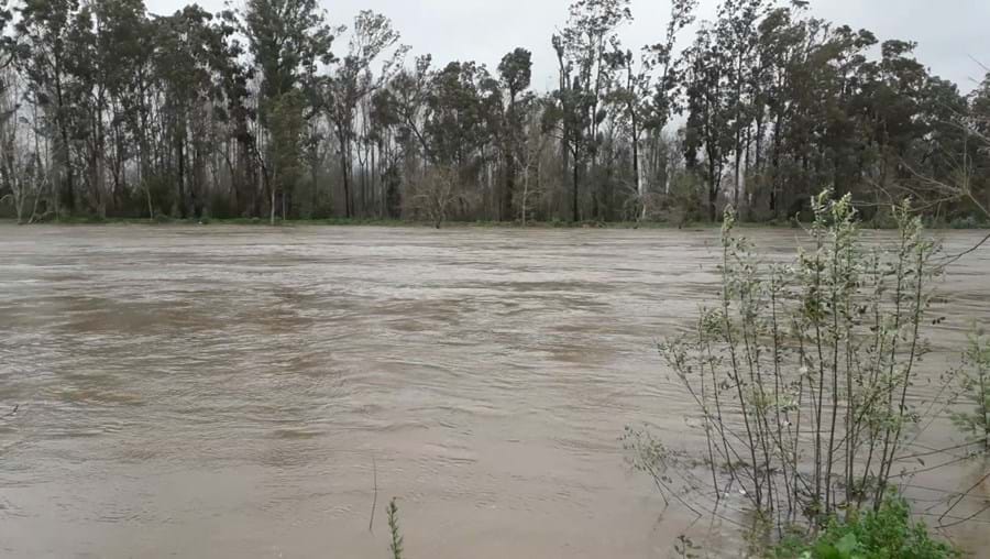 Vídeo mostra rio Mondego a pouco de galgar as margens