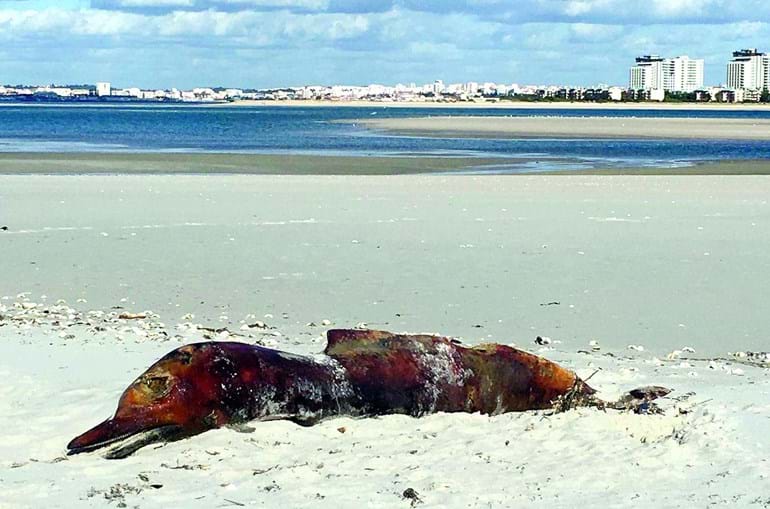 Golfinho encontrado morto no areal de Troia