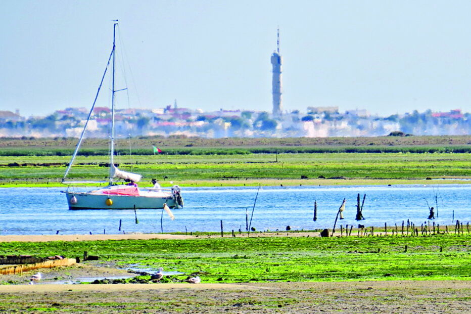 Exploração está prevista para uma área de 10 hectares na ria Formosa     