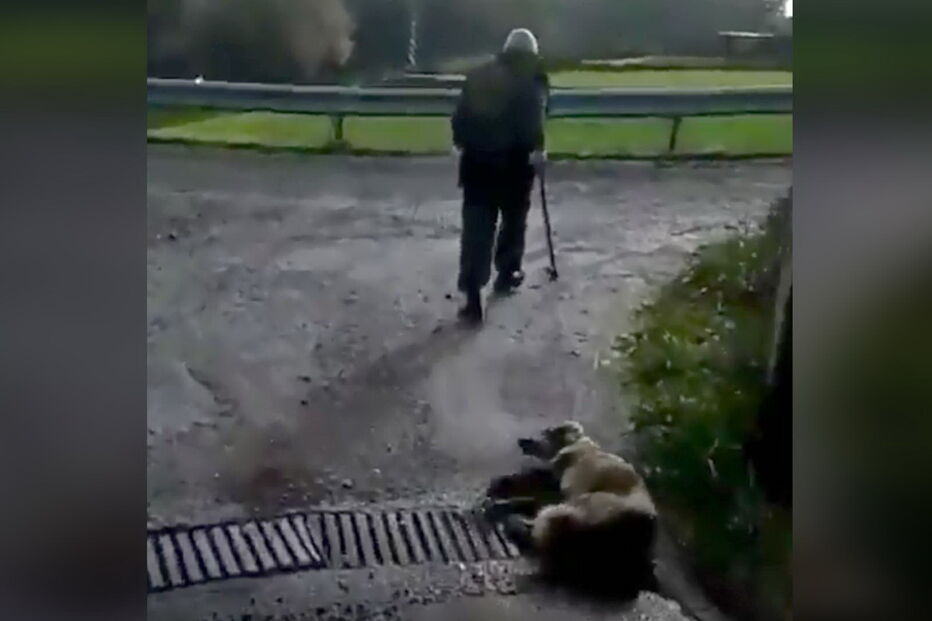 Caçador agride cadela depois de esta dar à luz seis cachorros