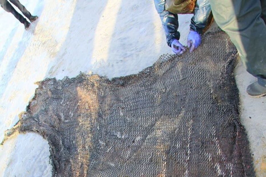 Cachalote encontrado morto com 100 Kg de lixo no estômago