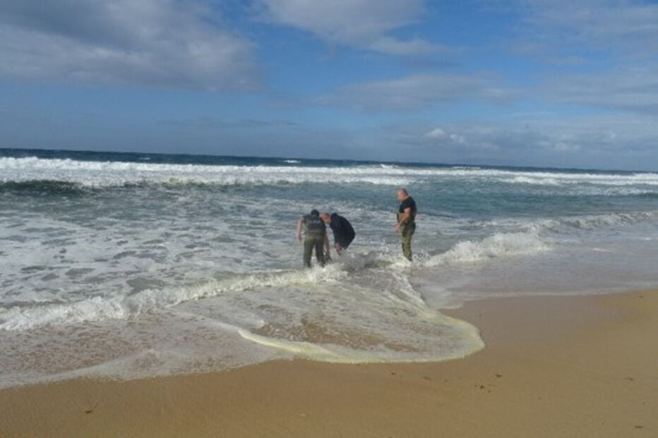 GNR devolve Golfinho ao mar em praia de Grândola. Veja as imagens