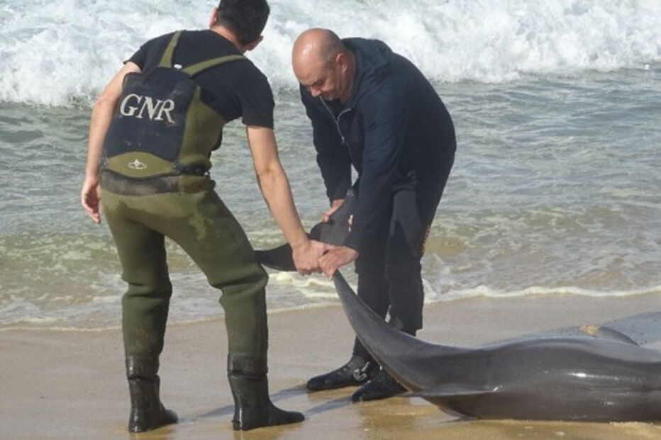 GNR devolve Golfinho ao mar em praia de Grândola. Veja as imagens