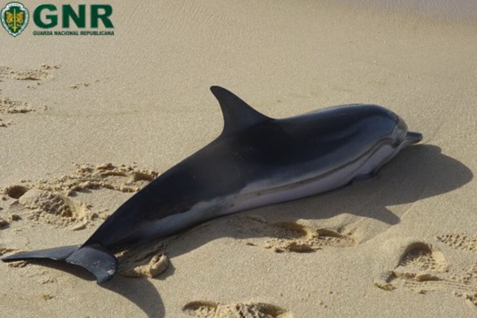 GNR devolve Golfinho ao mar em praia de Grândola. Veja as imagens