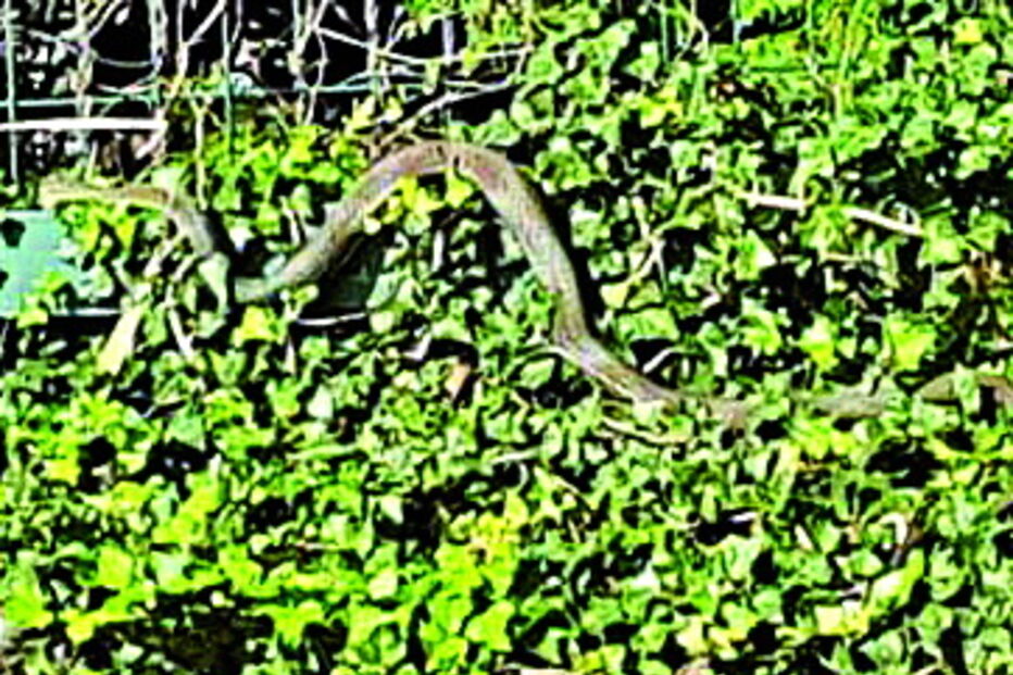 Animal alimenta-se de ratos e não é um risco para a população 