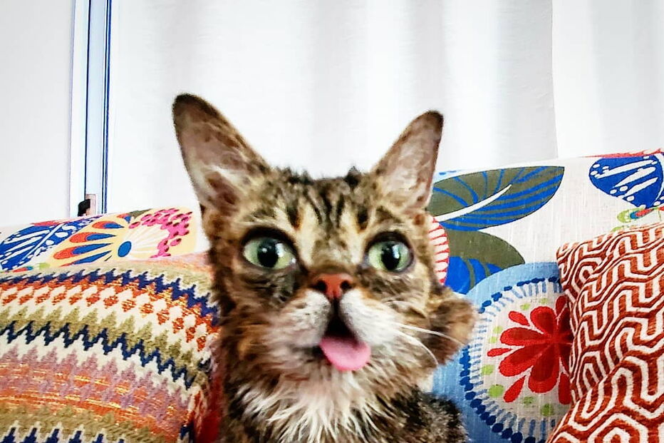 Morreu Lil Bub, a gata que sofria de nanismo e que se tornou um fenómeno da Internet