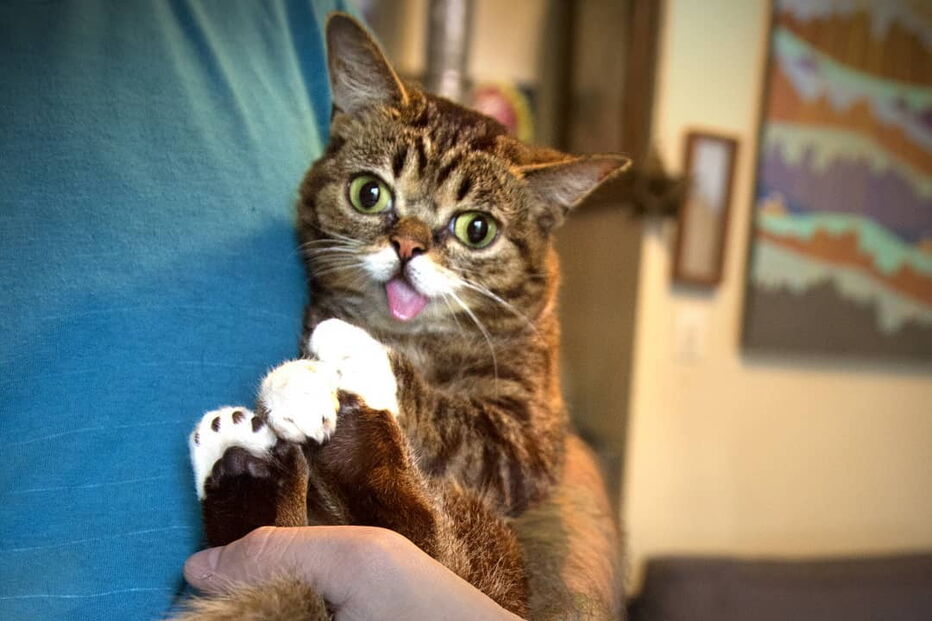 Morreu Lil Bub, a gata que sofria de nanismo e que se tornou um fenómeno da Internet