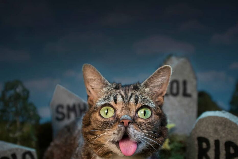 Morreu Lil Bub, a gata que sofria de nanismo e que se tornou um fenómeno da Internet