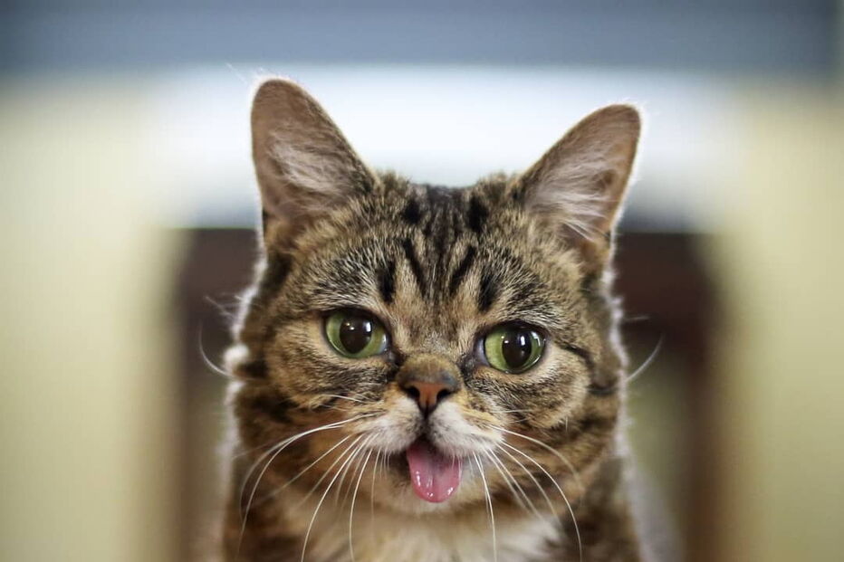 Morreu Lil Bub, a gata que sofria de nanismo e que se tornou um fenómeno da Internet
