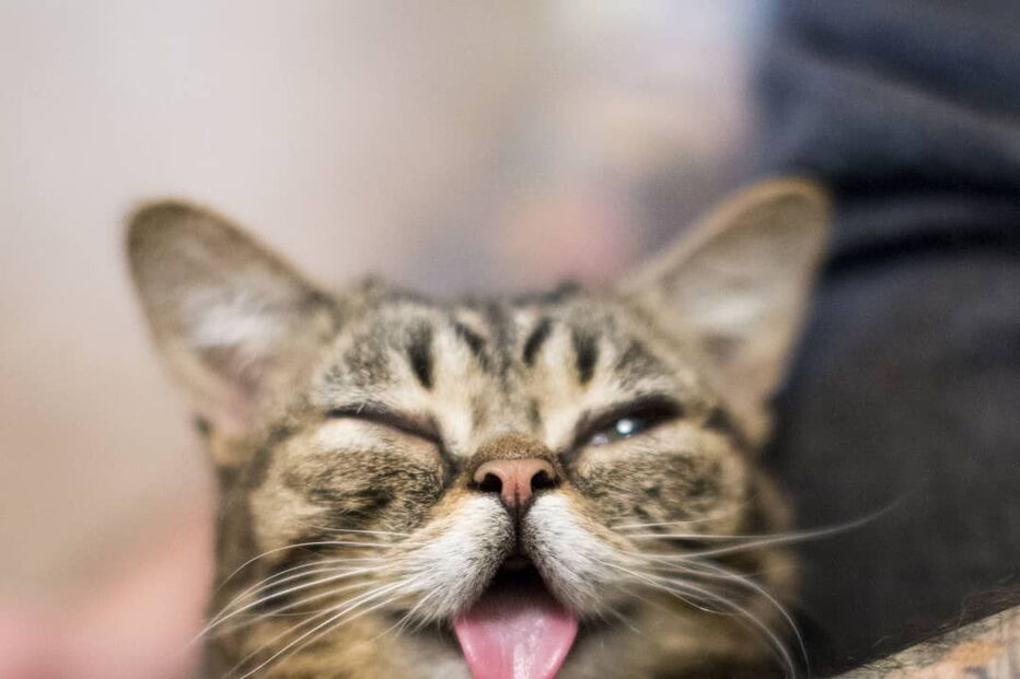 Morreu Lil Bub, a gata que sofria de nanismo e que se tornou um fenómeno da Internet