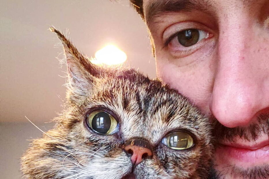 Morreu Lil Bub, a gata que sofria de nanismo e que se tornou um fenómeno da Internet