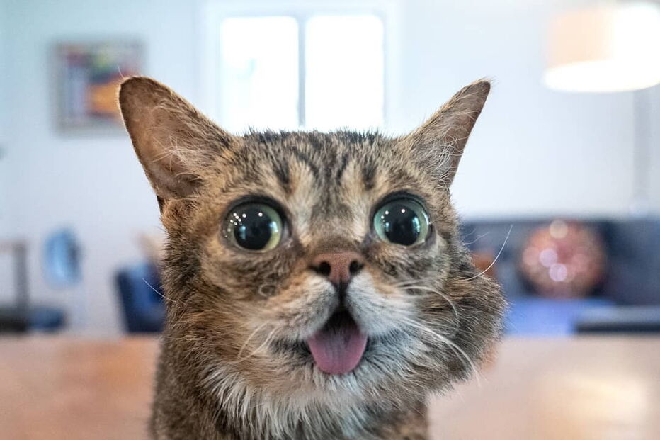Morreu Lil Bub, a gata que sofria de nanismo e que se tornou um fenómeno da Internet