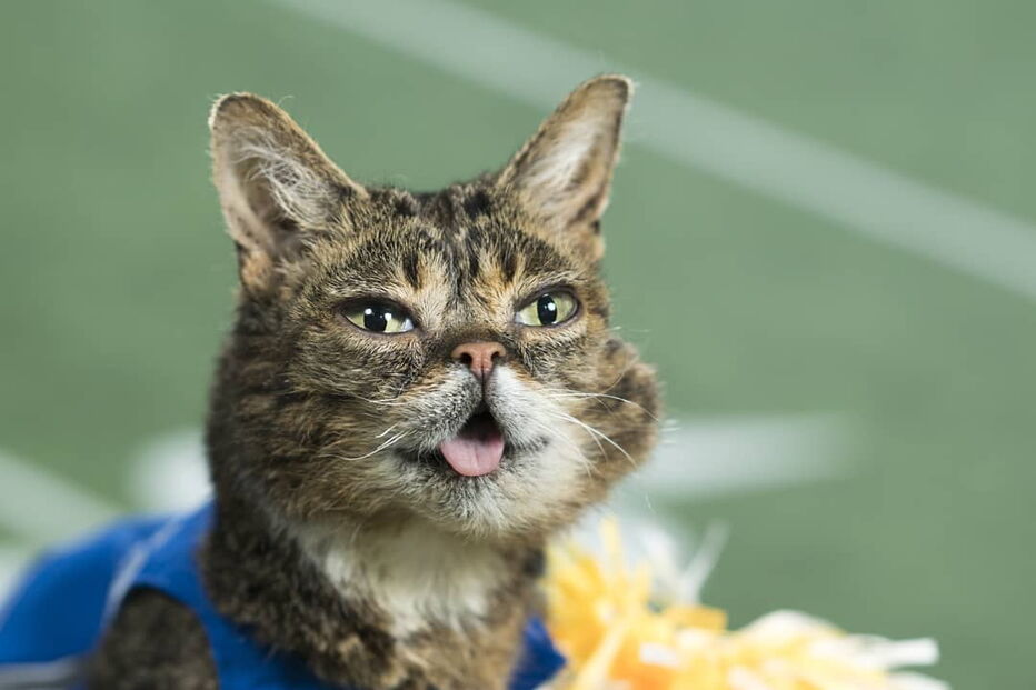 Morreu Lil Bub, a gata que sofria de nanismo e que se tornou um fenómeno da Internet