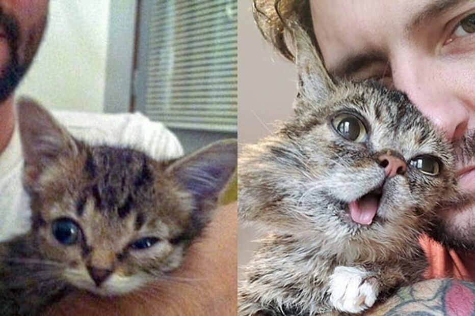 Morreu Lil Bub, a gata que sofria de nanismo e que se tornou um fenómeno da Internet