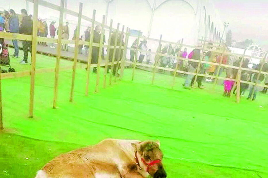 Exibição  de renas motivou protestos de visitantes da Capital do Natal