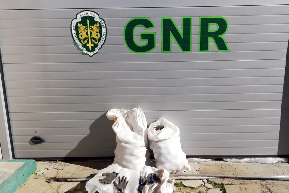 GNR deteve dois homens em Sines por furto de pinhas