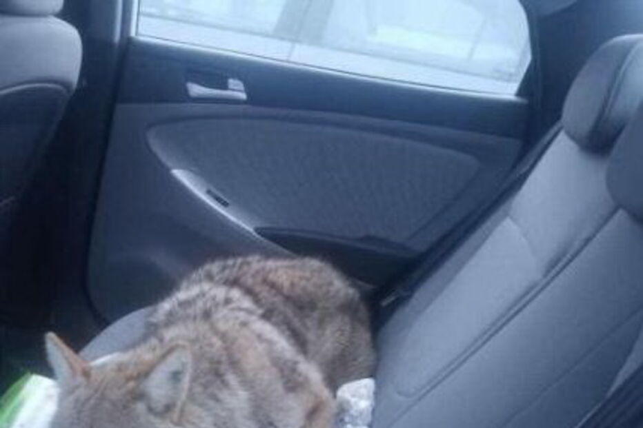 Atropela coiote que pensava ser um cão e leva-o no banco de trás do carro