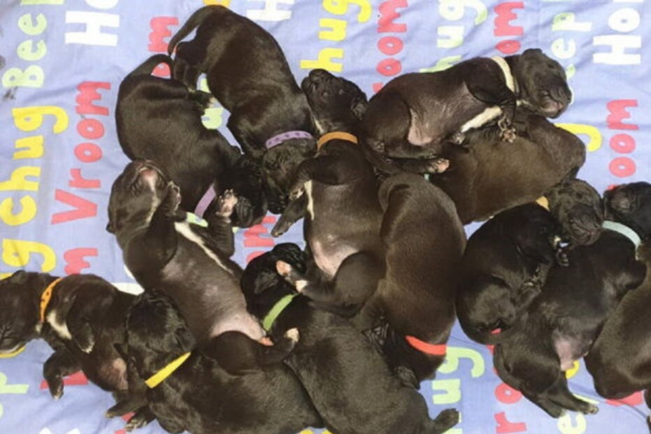 Cadela bate recorde ao dar à luz 21 cachorros de parto natural