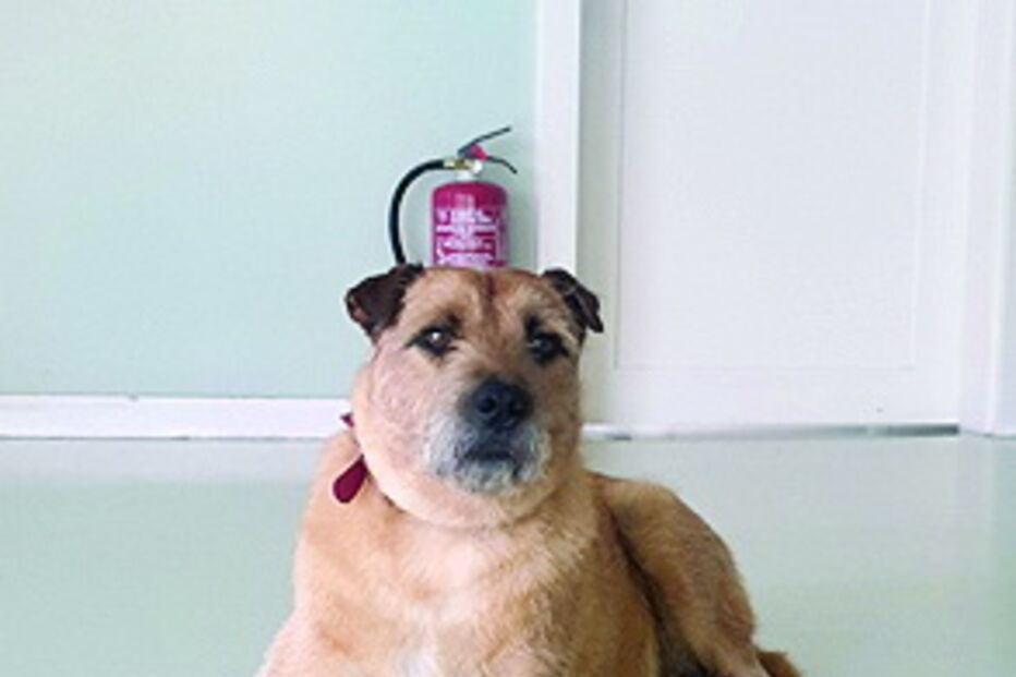 Sirene tinha cinco anos e era a alegria do quartel 