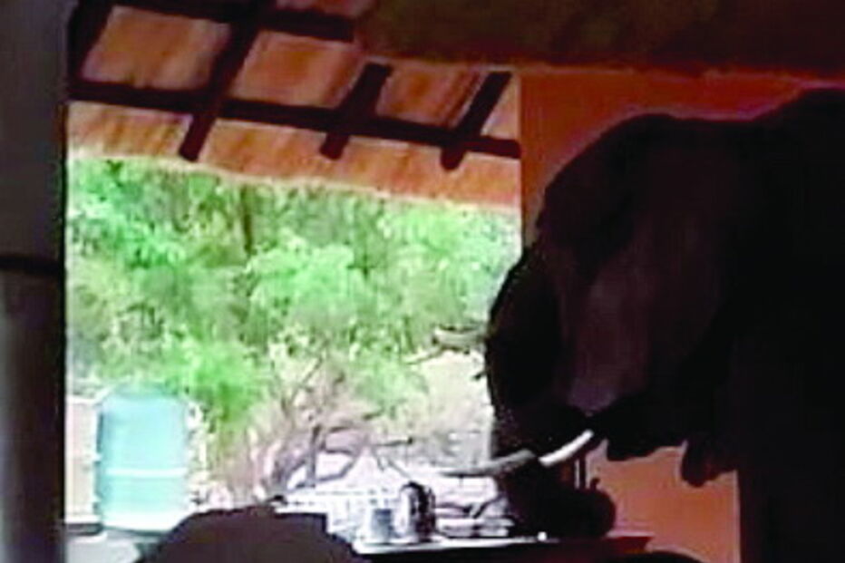 Elefantes invadem buffet de hotel 