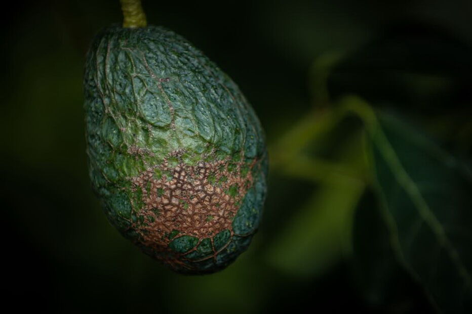 Microclima e aumento da procura fazem produção de abacate disparar no Algarve