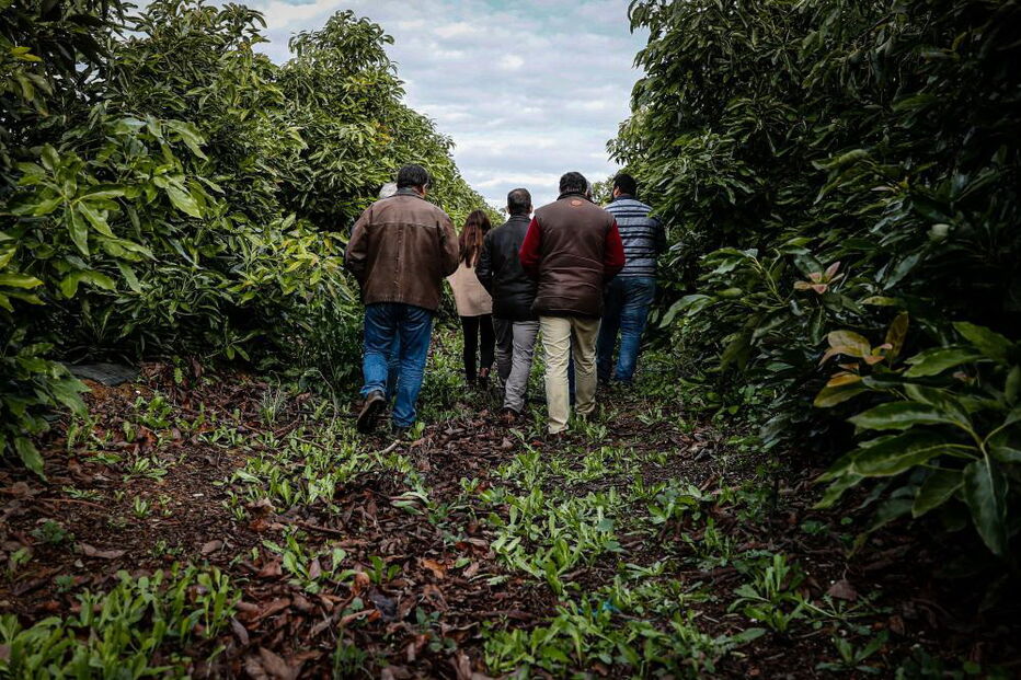 Microclima e aumento da procura fazem produção de abacate disparar no Algarve