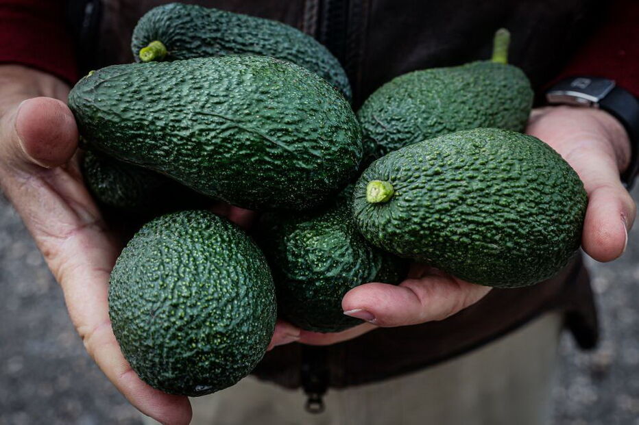 Microclima e aumento da procura fazem produção de abacate disparar no Algarve