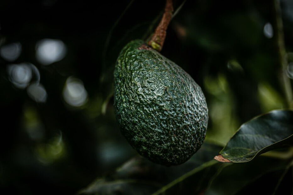 Microclima e aumento da procura fazem produção de abacate disparar no Algarve