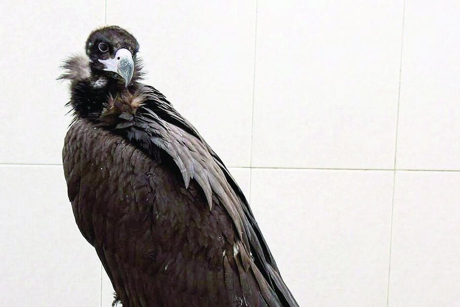 Abutre-preto em reabilitação está em perigo  