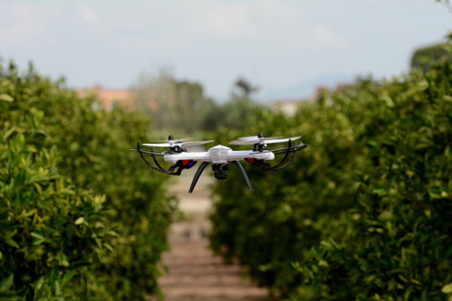 Modernização na agricultura com drones a combaterem a vespa-asiática 