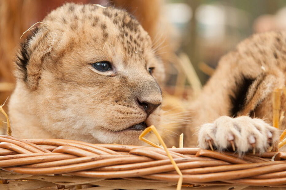 Leão bebé