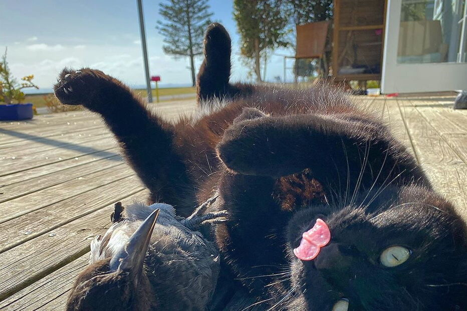 Swoop e Mowgli tornaram-se os melhores amigos 