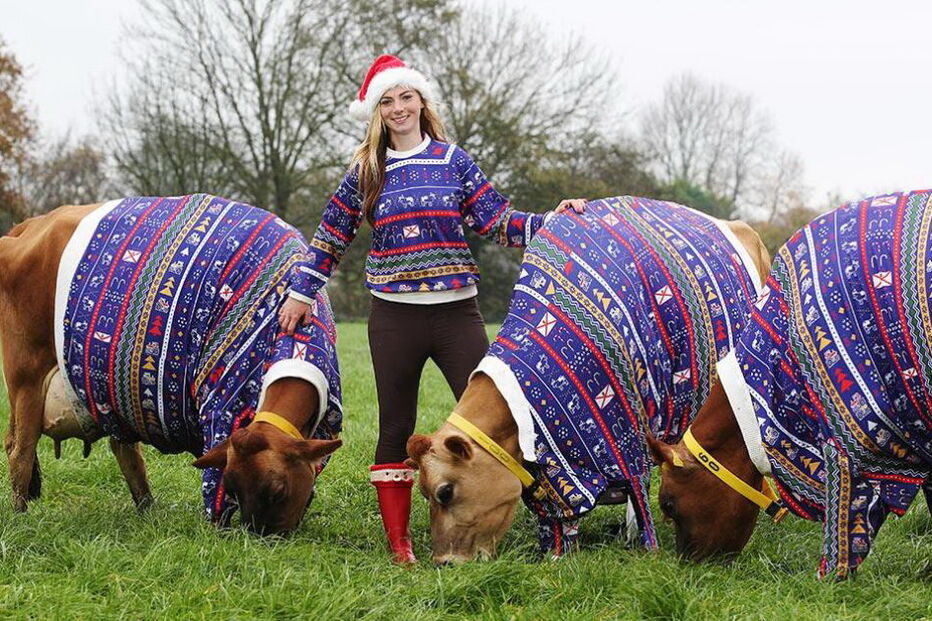 Vacas de Jersey recebem camisolas de Natal para celebrar época
