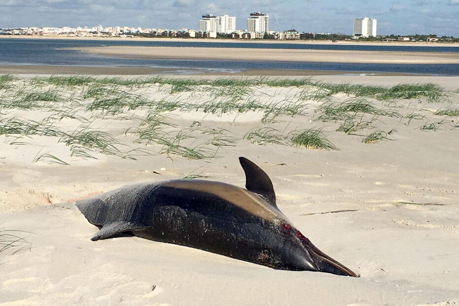Dois golfinhos encontrados mortos em praia de Tróia