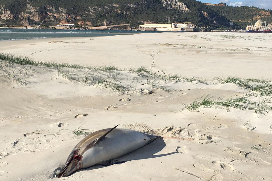 Dois golfinhos encontrados mortos em praia de Tróia