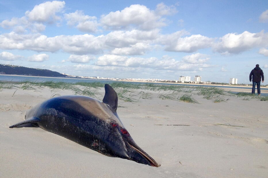 Dois golfinhos encontrados mortos em praia de Tróia