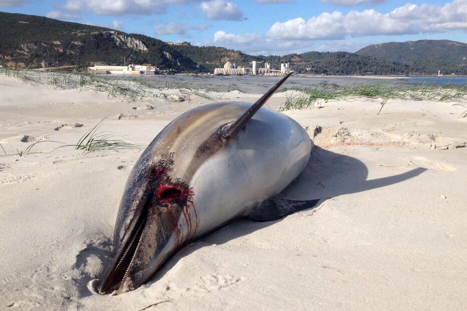 Dois golfinhos encontrados mortos em praia de Tróia