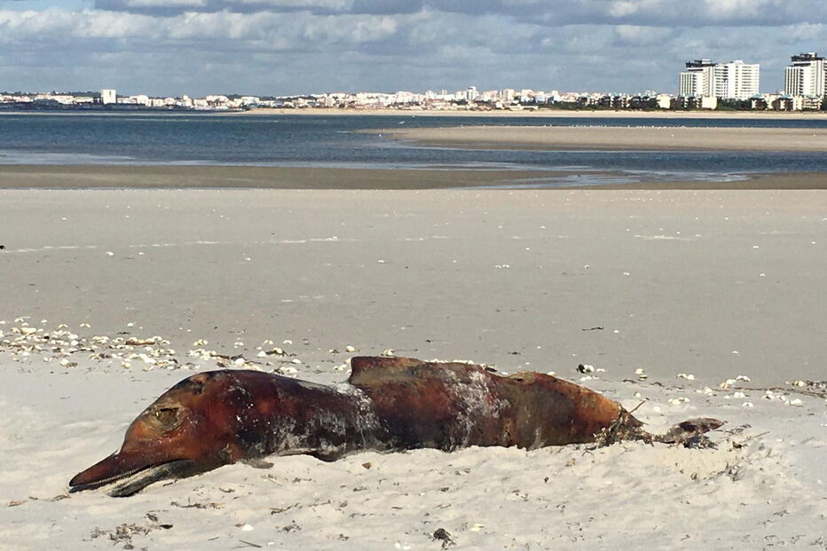 Dois golfinhos encontrados mortos em praia de Tróia
