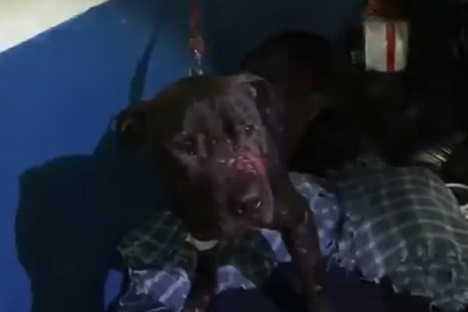 Cães colocados em arenas e entregues à morte em cenário de horror