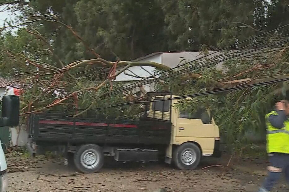 Queda de árvore desaloja nove pessoas em Almada
