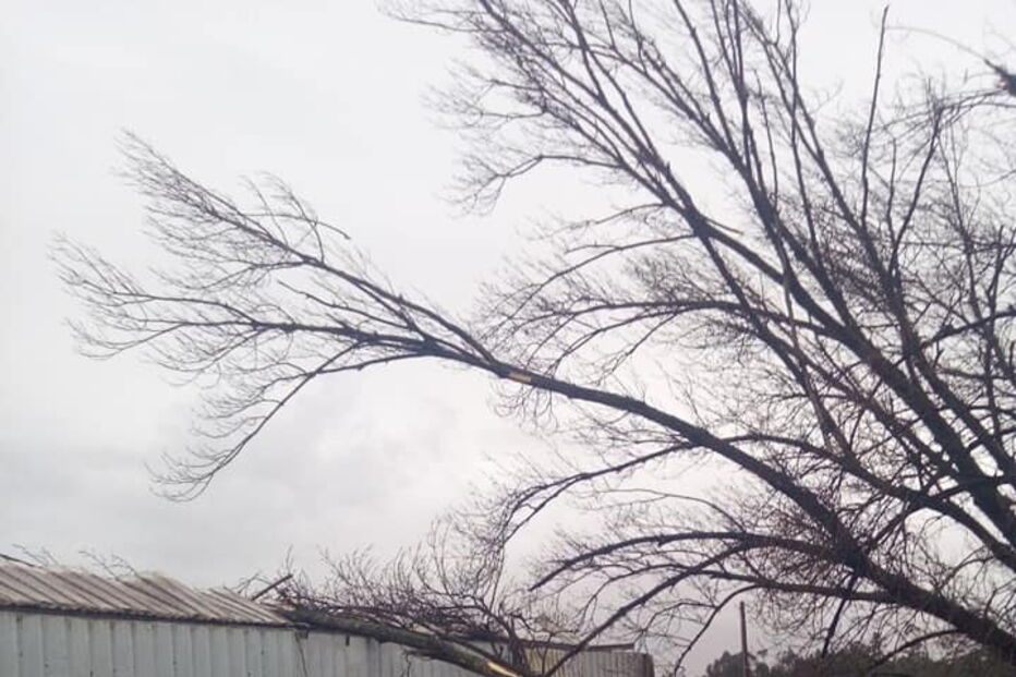 'Elsa' causa avultados prejuízos em vacarias de Vila do Conde. Veja as imagens