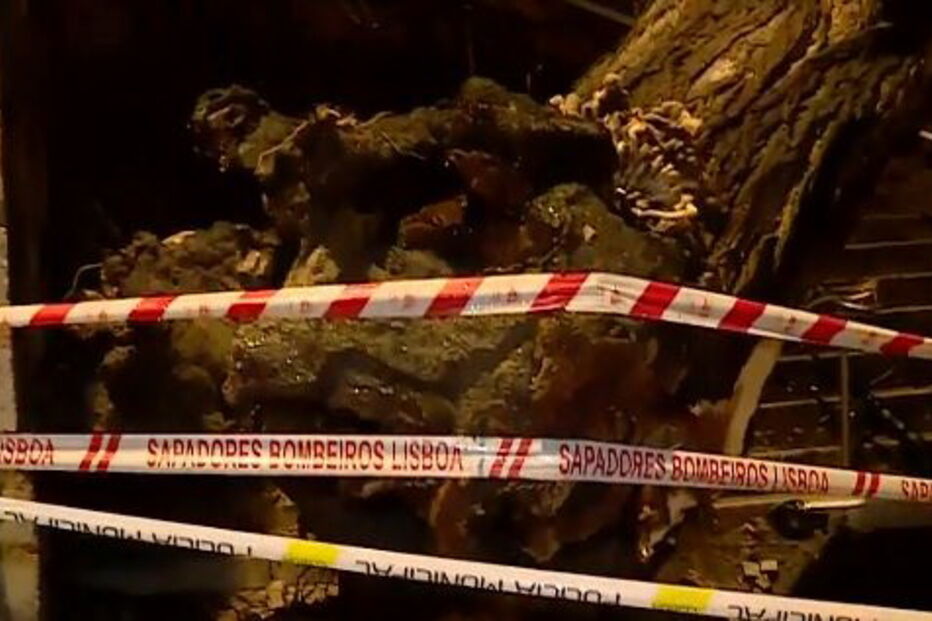 Árvore cai sobre habitação em Lisboa