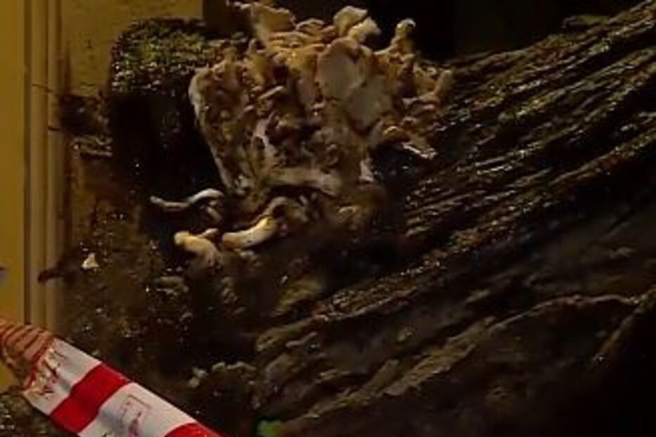 Árvore cai sobre habitação em Lisboa	